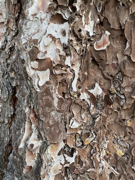 Fond De Texture D Corce De Pin Naturel Photo Premium