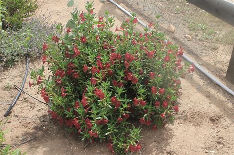 Camissonia S Corner 2014 Native Plant Garden Retrospective