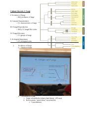 Unikont Diversity I Docx Unikont Diversity I Fungi I Evolution Of