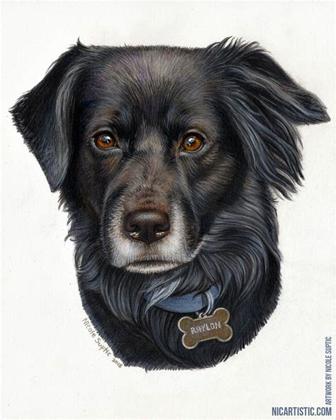 Realistic Black Dog Colored Pencil Drawing