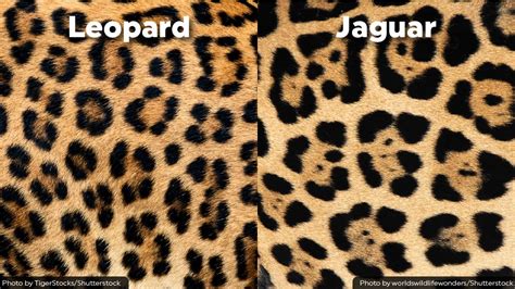 Filecheetah Vs Leopard Vs Jaguar Comparison Face And Spots 48 Off