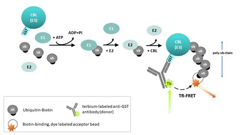 C CBL TR FRET Assay Kit