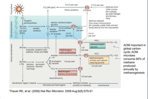 Methanogenesis In Archaea