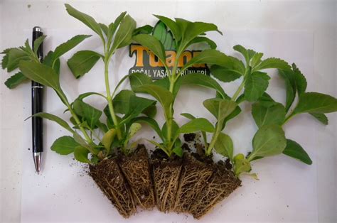 Stevia Şeker Otu Fidesi Seedling Young Plant Stevia Tohumu Şeker