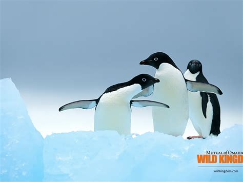 [44+] Penguin Wallpapers for Desktop | WallpaperSafari