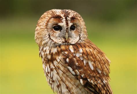 Tawny Owl Angelinajoliecoolsagt