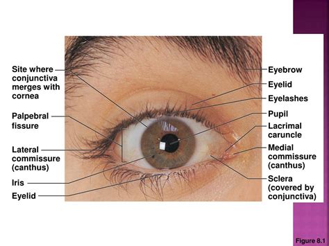 Ppt Anatomy Of The Eye The Cranial Nerves Powerpoint