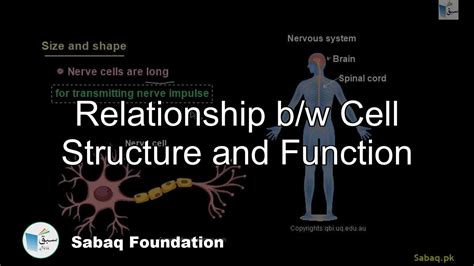 Relationship Bw Cell Structure And Function Biology Lecture Sabaqpk Youtube