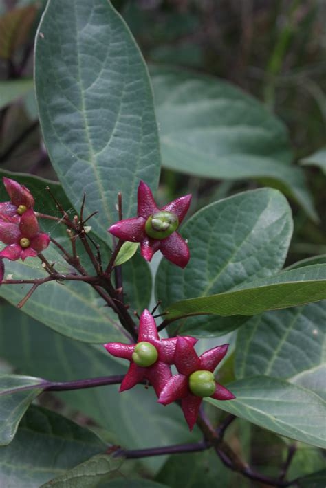 Clerodendrum Sp 0411 05 Mt Storth John Elliott Flickr Elliott