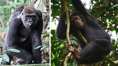 Scientists Find First Evidence That Chimps Gorillas Build Long Lasting