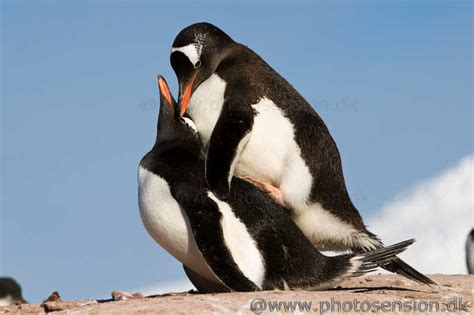 Mating Gentoo penguins at Port Lockroy, Antarctic Peninsula