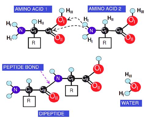 4 Two Amino Acids The Carboxylic Group From The Amino Acid 1 And The Download Scientific