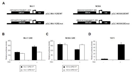 Noxa And Mcl Bear Functional Gres A Schematic Representation