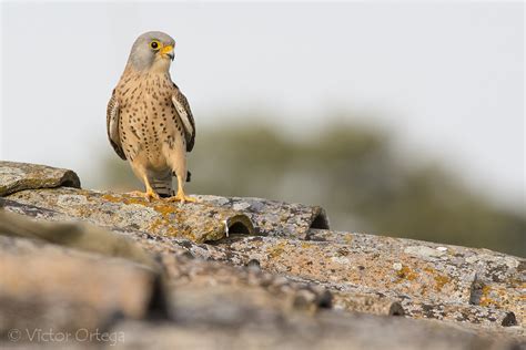 Lesser Kestrel Cernícalo primilla Falco naumanii Lesser Víctor