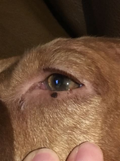 My 45 Year Old Female Vizsla Has A Dark Flat Mark On Her Bottom