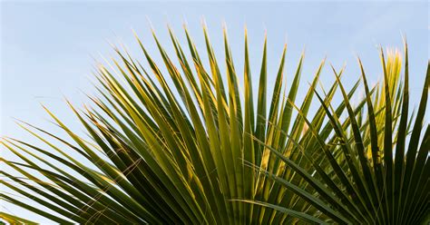 Palm Tree Branches Turning Brown Nevada Oglesby