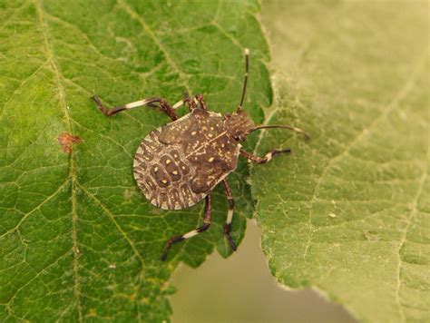 Brown Marmorated Stink Bug Wsu Tree Fruit Washington State University