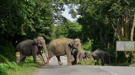 Separated From Herd In May Elephant Kills 16 In 6 Jharkhand Districts