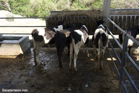 MEJORAMIENTO GENÉTICO DE GANADO DE LECHE Ganaderia SOS Solución