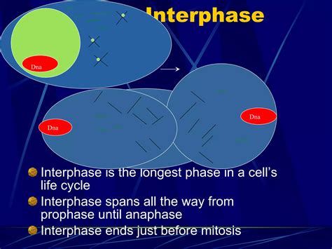 Mitosis Power Point PPT