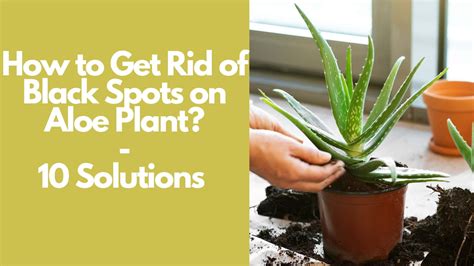 How To Get Rid Of Black Spots On Aloe Plant Solutions