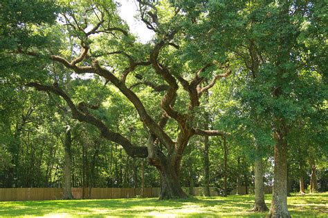 Louisiana Live Oak Tree Photograph By Ronald Olivier