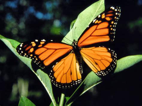 Monarch-Butterfly wing : Biological Science Picture Directory – Pulpbits.net