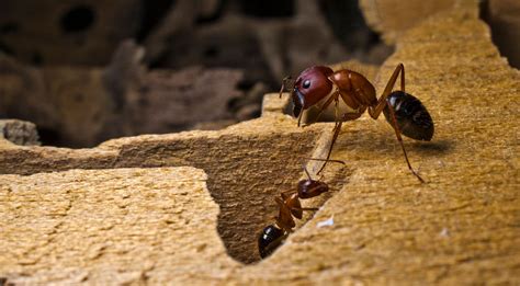 What Attracts Carpenter Ants