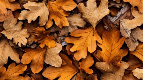 Captivating Fall Foliage Canadian Oak Leaves Creating A Stunning Natural Backdrop Background ...