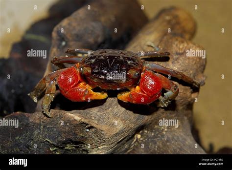 Crab Krabbe Brachyura Stock Photo Alamy