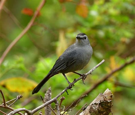 Gray Catbird Lake Apopka Beautiful Bird