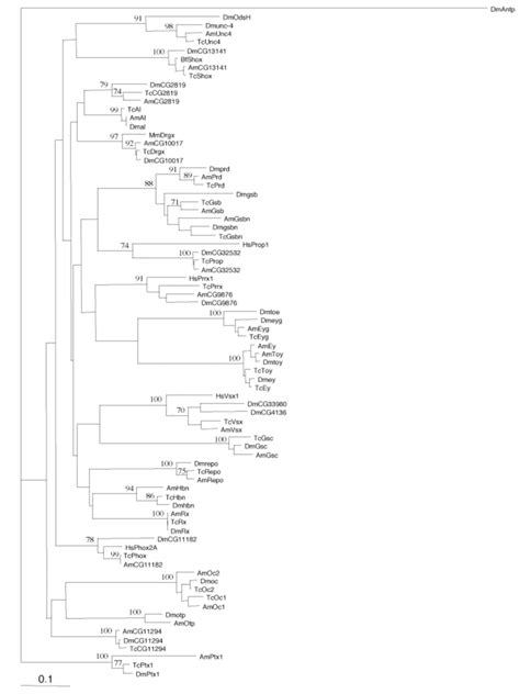 Figure S The Prd Class Of Homeobox Genes In Tribolium Castaneum Nj