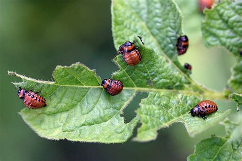 How To Control And Get Rid Of Colorado Potato Beetles Off