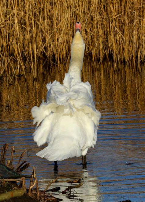 Mute Swan Lunt Meadows Bob Hurrell Wildlife Flickr