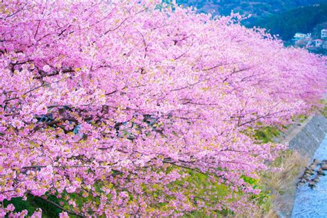 春を一足先に告げる河津桜、ご存知ですか？ 和のすてき 和の心を感じるメディア