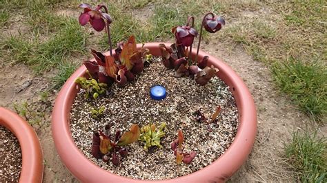 My Bog In A Pot Rsavagegarden