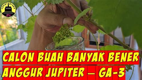 APLIKASI GA3 PADA ANGGUR IMPORT JENIS JUPITER YouTube