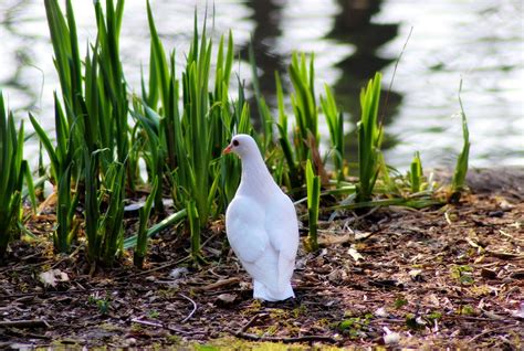 Merpati Burung Hewan Foto Gratis Di Pixabay Pixabay