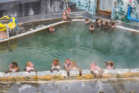 Japanese Snow Monkey Macaque In Hot Spring On Sen Hakodate Japan Stock Photo Image Of