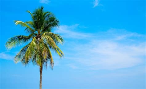 Premium Photo Coconut Tree On The Sky Background