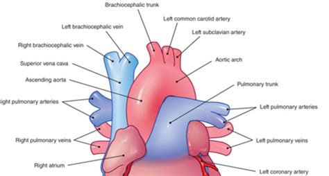 Arteries Vascular System Flashcards Quizlet