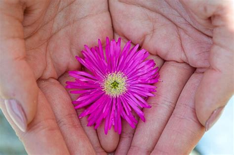 Premium Photo Cropped Hands Holding Purple Flower