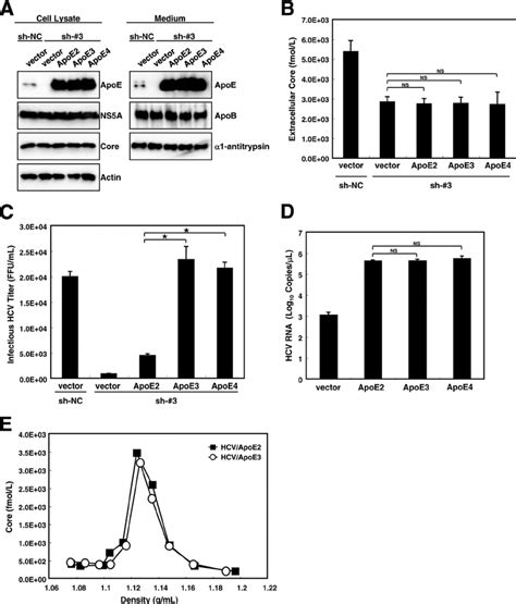 Apoe Isoforms Affect Hcv Infectivity A Verification Of Expression Of