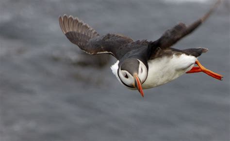 Free stock photo: Puffin, Bird Flying, Wing, Nature - Free Image on Pixabay - 650644