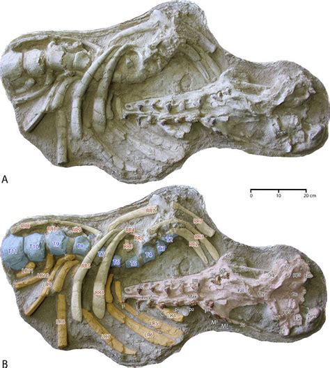 Whale Fossils