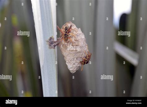 Australian Paper Wasps Hi Res Stock Photography And Images Alamy