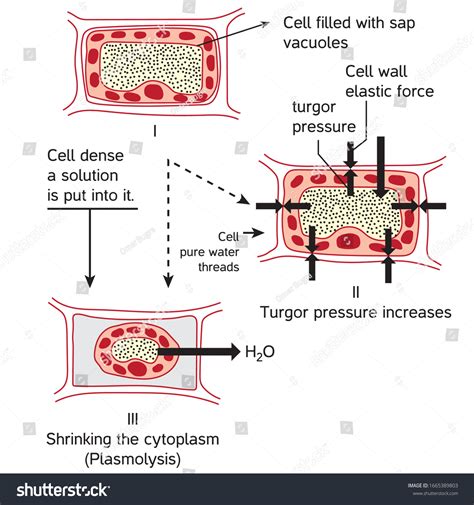 Oxidative Stress Normal Cell Oxidative Stress Stock Vector Royalty Free 1665389803 Shutterstock