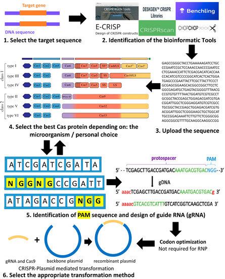 Life Free Full Text Genome Editing By Crispr Cas A Game Change In