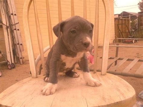 Pr Blue Nose Pitbull Puppies For Sale For Sale Adoption From Casa