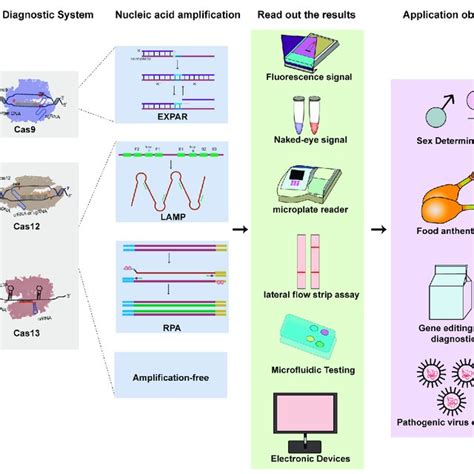 PDF Development Of CRISPR Mediated Nucleic Acid Detection